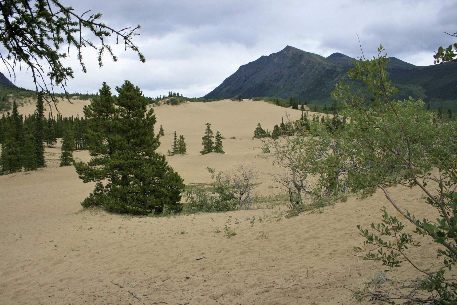 Мала пустынь. Каркросс Канада. Каркросс пустыня. Carcross Desert (Yukon). Пустыня в Канаде.