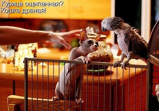 Прикольные, попугаи прикольные картинки с надписями