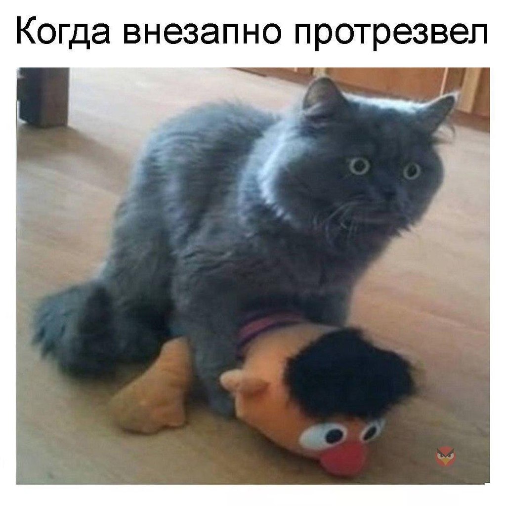 Кота Жмыхнуло