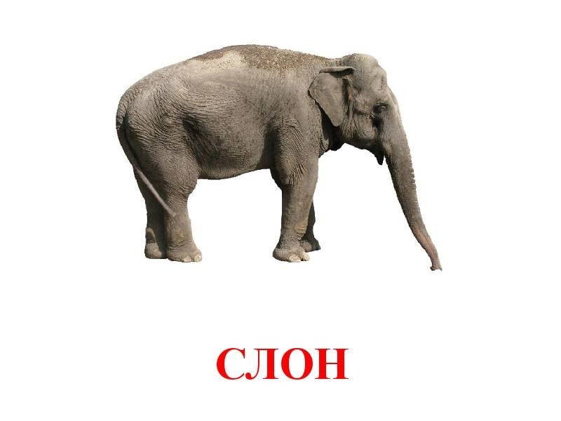 Слон лось. Слон карточка для детей. Карточки Домана Дикие животные. Карточка с изображением слона. Слон для детей.