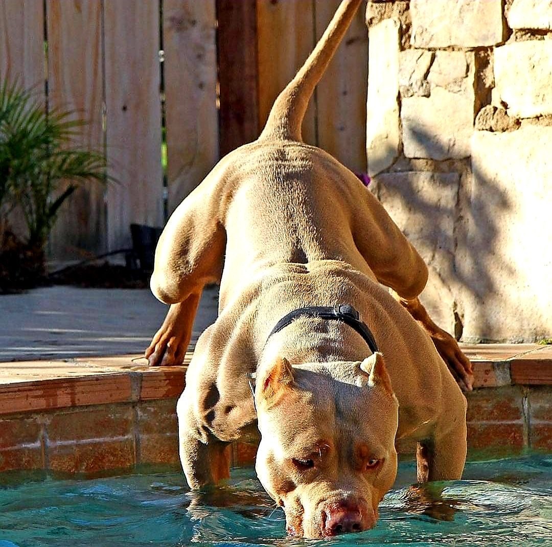 Мускулистая собака в прыжке