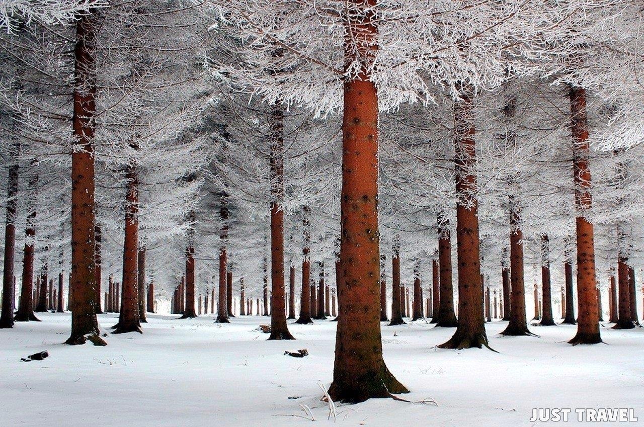 Два зимних дерева в лесу