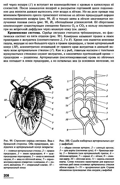 Сердце лягушки. Строение сердца лягушки. Схема строения сердца лягушки. Сердце лягушки схема. Схема проводящей системы сердца лягушки.