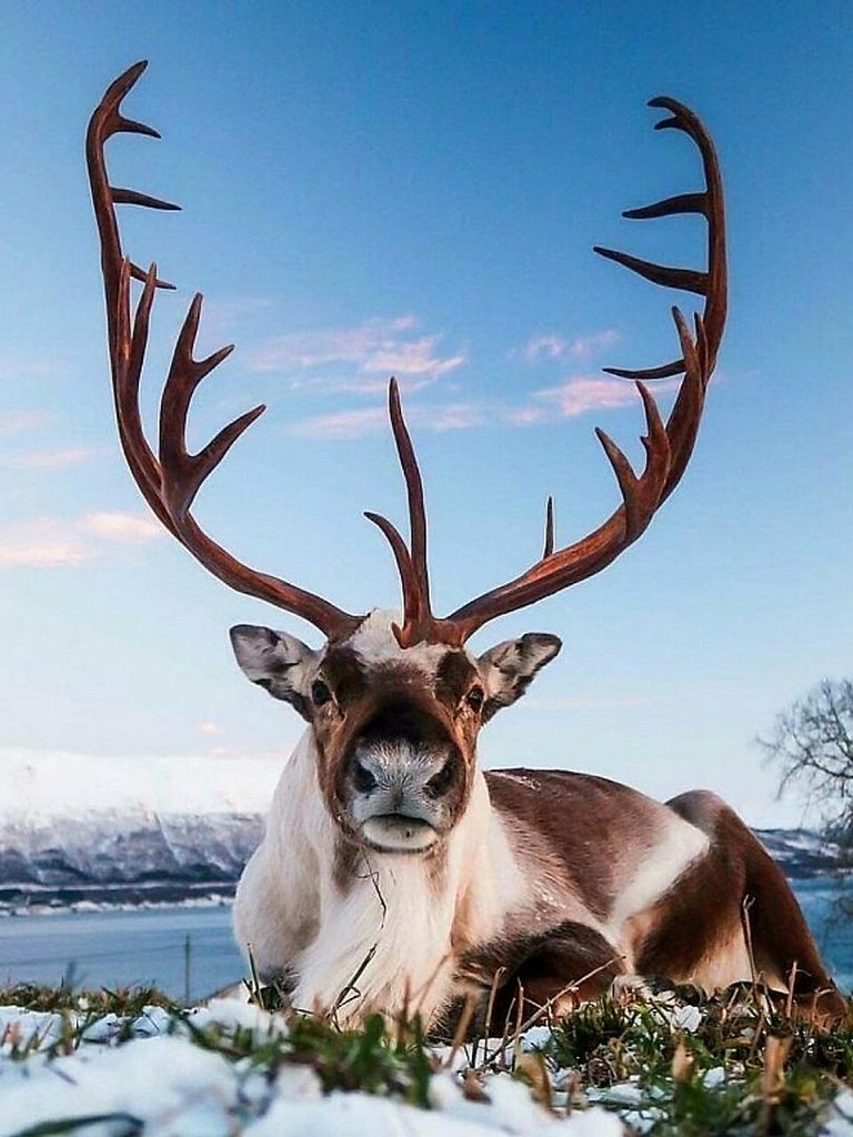 Северный олень фото животного