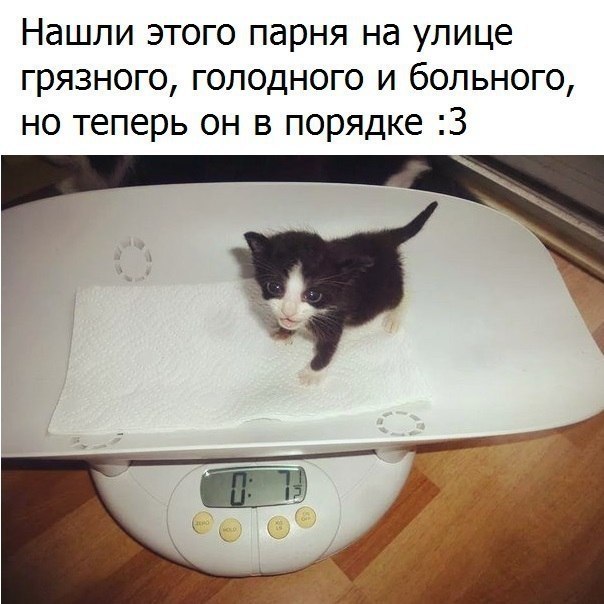 Кот на весах фото