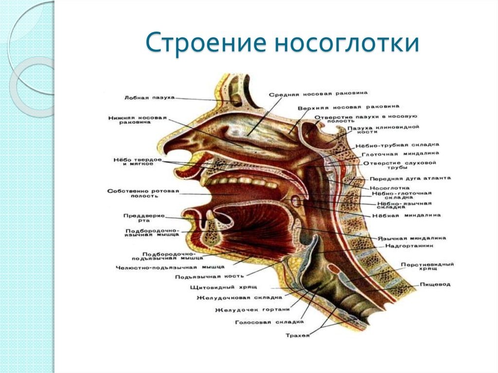 Схема носоглотки человека