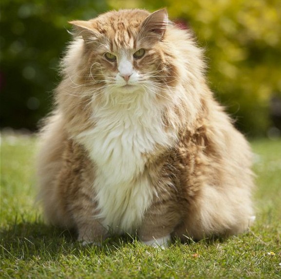 Самый толстый и пушистый кот фото