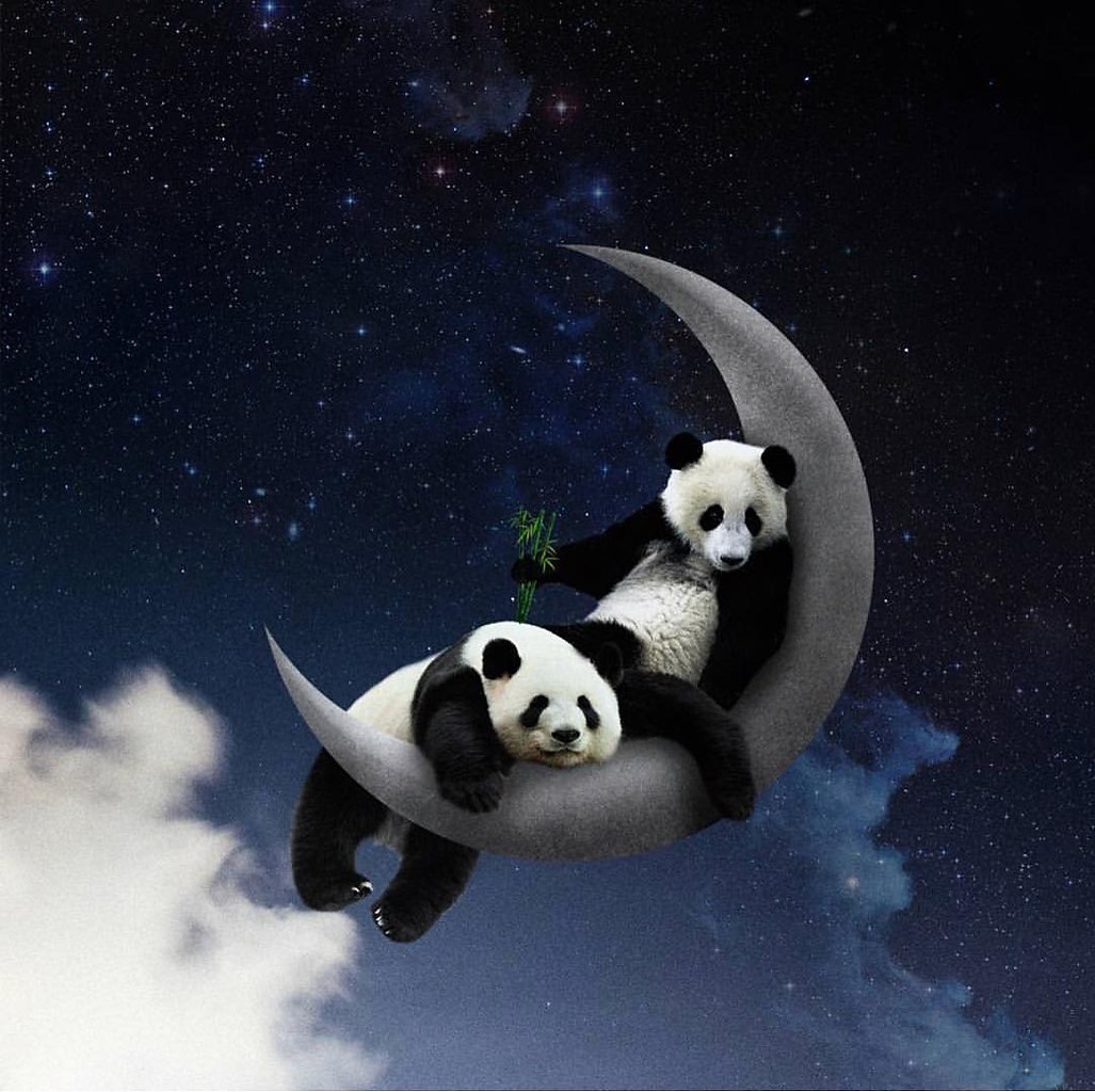 Доброй ночи Панда