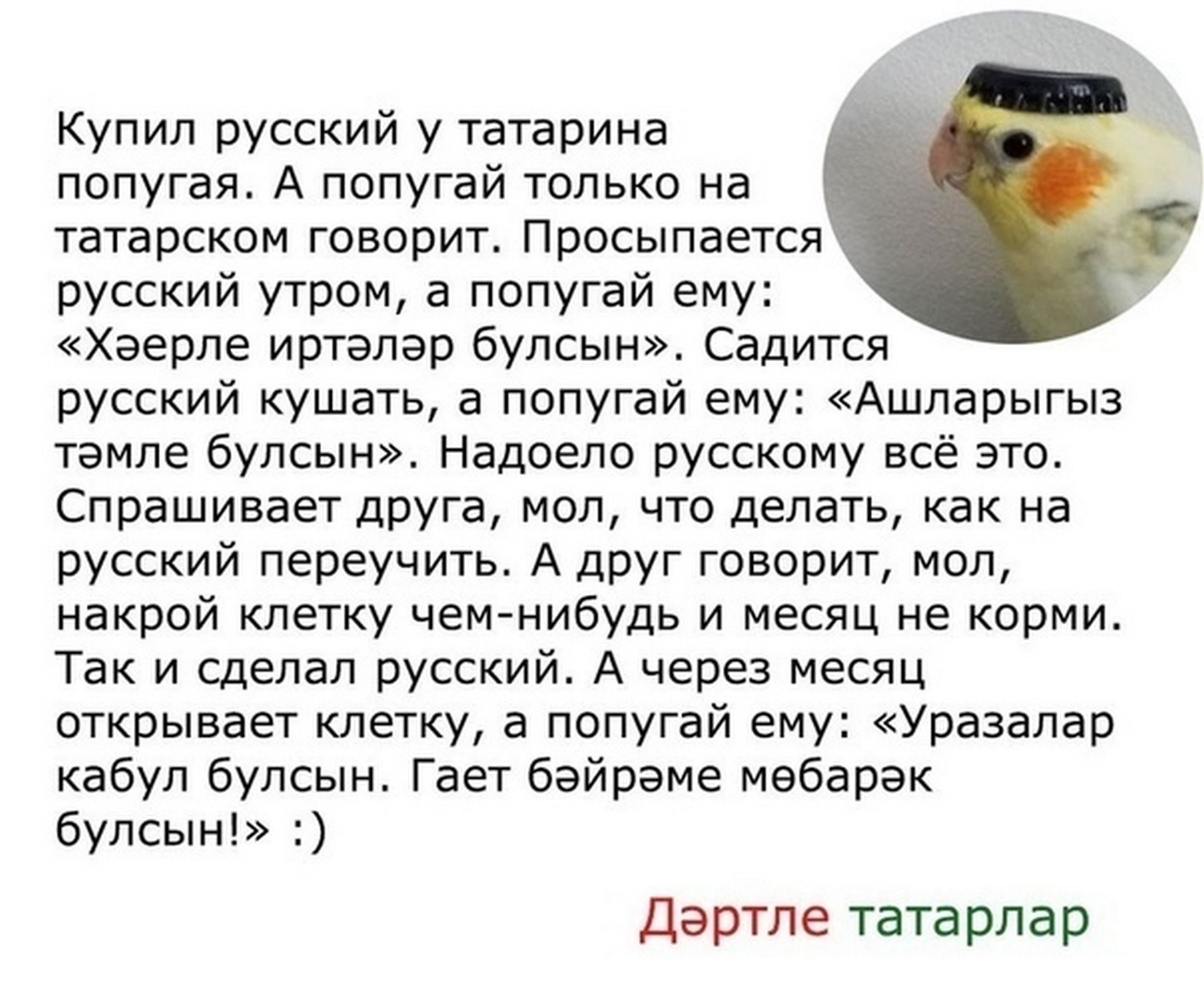 Татарский попугай