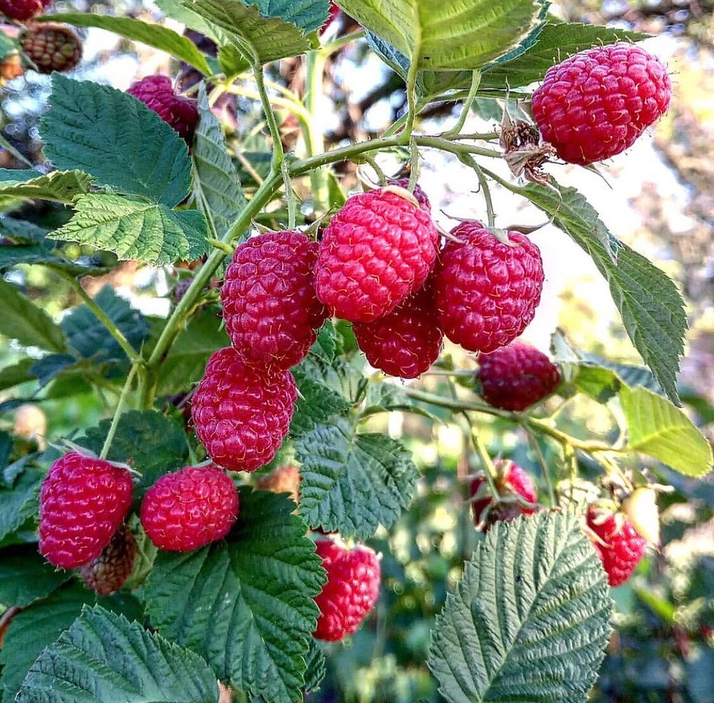 по малину в сад. ягода малина песня. ягода малинка послушай. ягода малинка послушай. ягода малинка послушай.