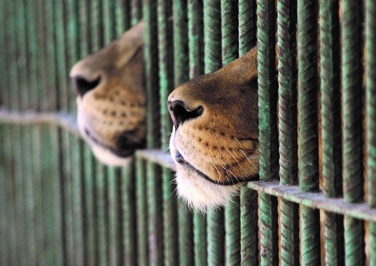 Зоопарк животные в клетках