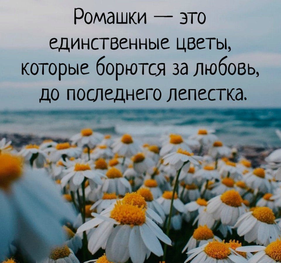 статусы картинки красивые цветы природа только наглядно показывают