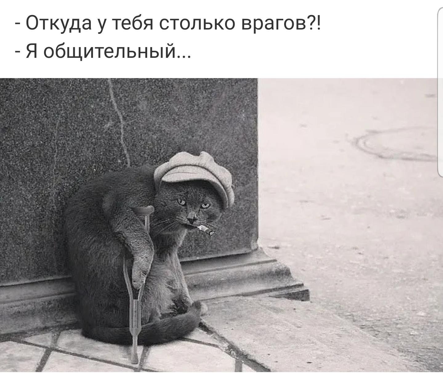 Кот попрошайка