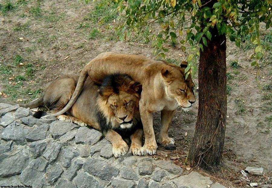 Можно считать что львы. Лев и львица. Львица сидит на Льве. Львица сидит на голове Льва. Львица лежит на Льве.