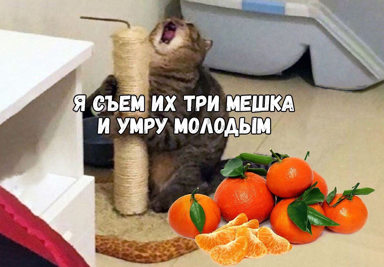 Съем мандарины и умру молодым. Скоро новый год мандарин мне в рот. Съем мандарины и умру молодым. Новогодние мемы с котами мандаринчики. Хахаски картинки смешные.