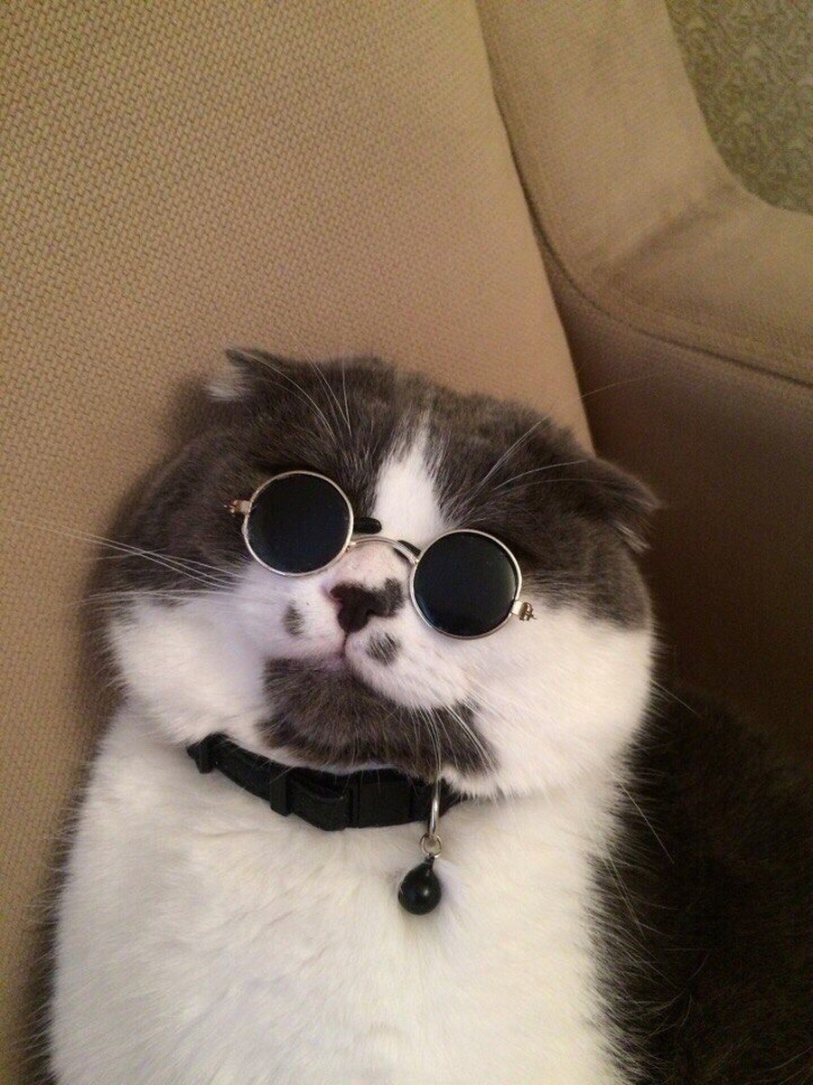 Ава с котом мем