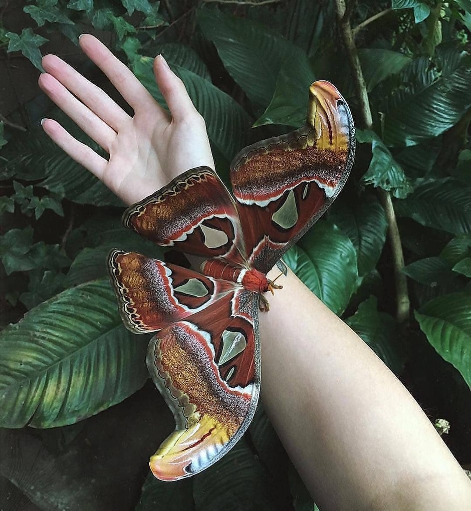 Attacus atlas фото