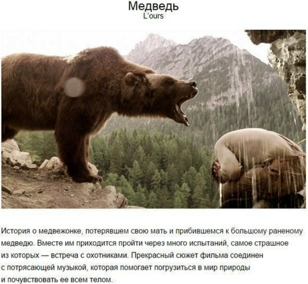 Самый страшный медведь в мире