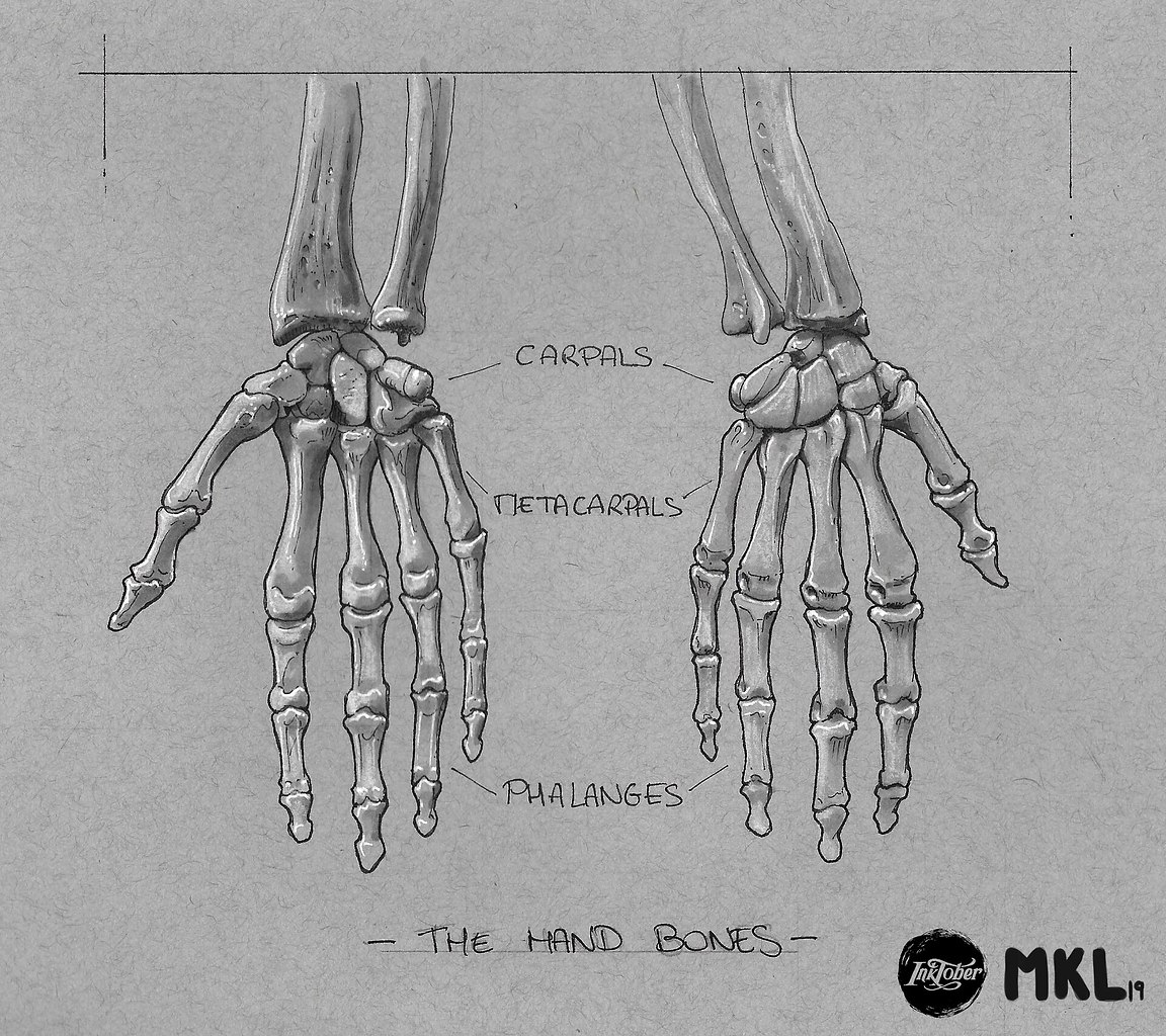 Кости руки человека рисунок на руке