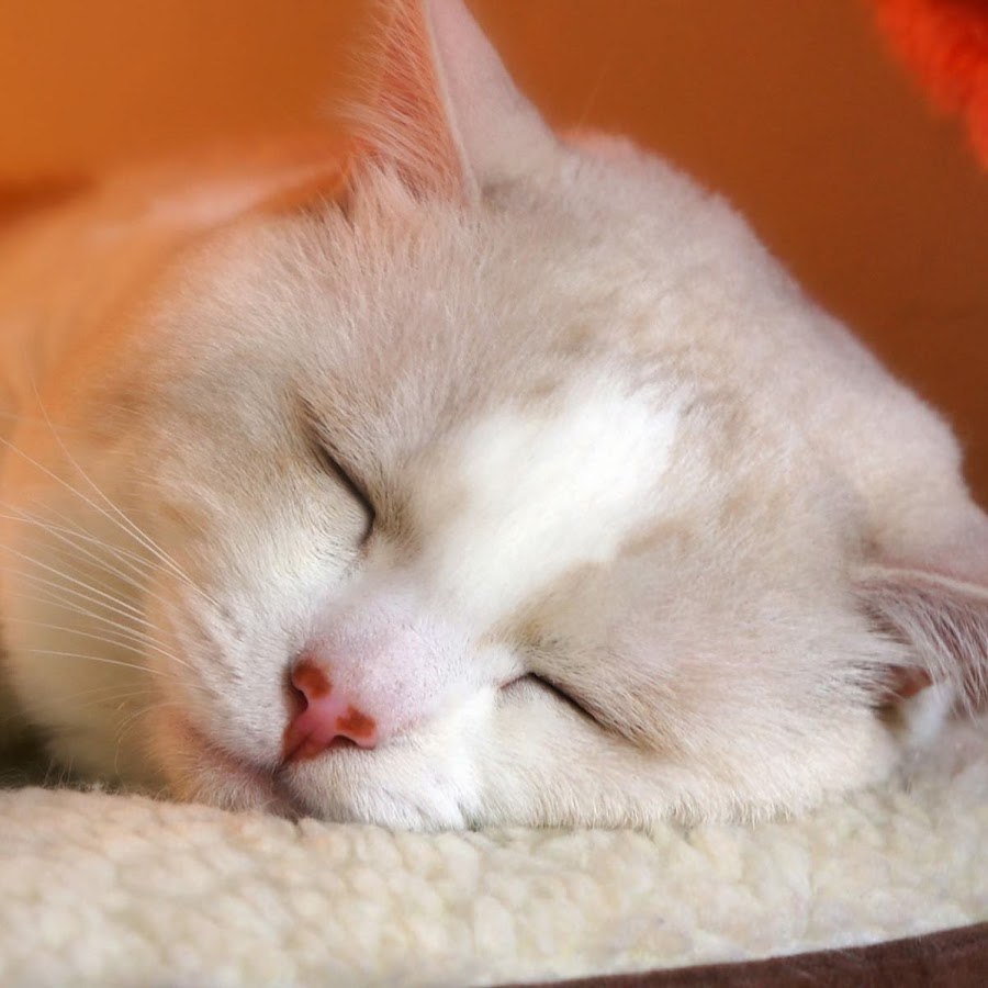 Белая кошка спит