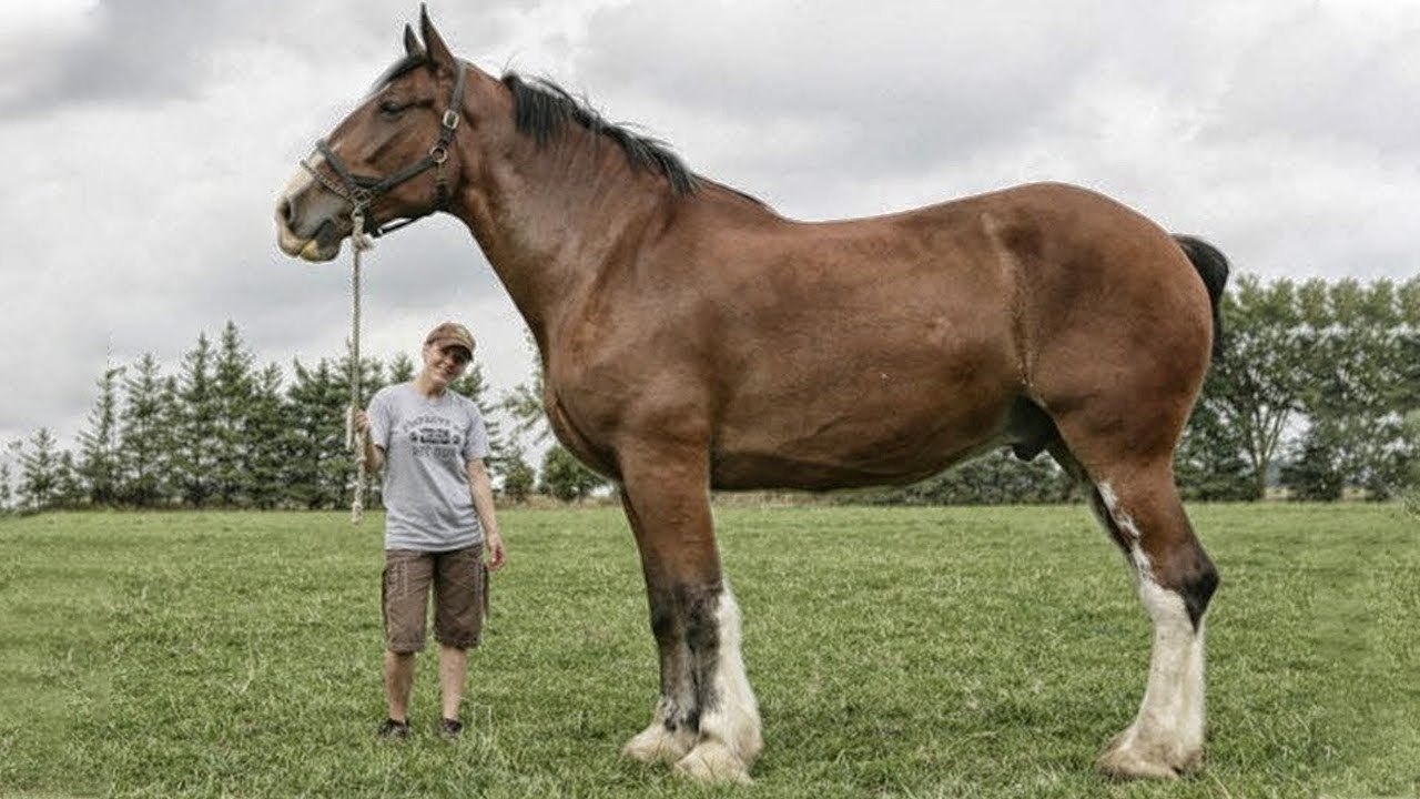 Самая крупная порода лошадей в мире фото название