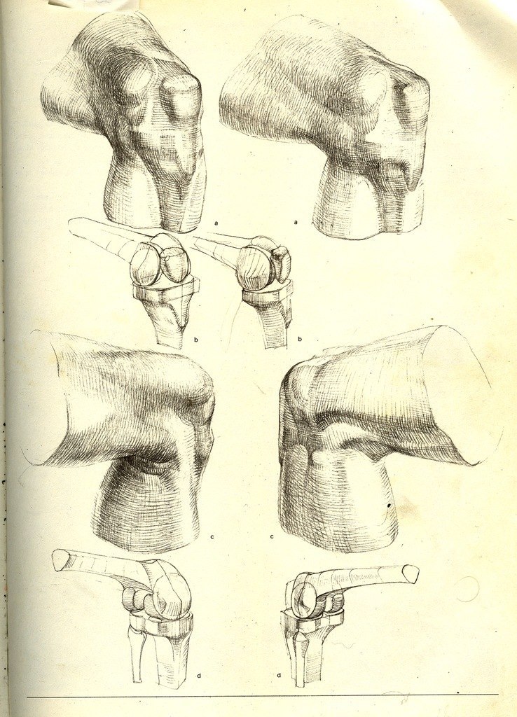 Рисунок коленного сустава