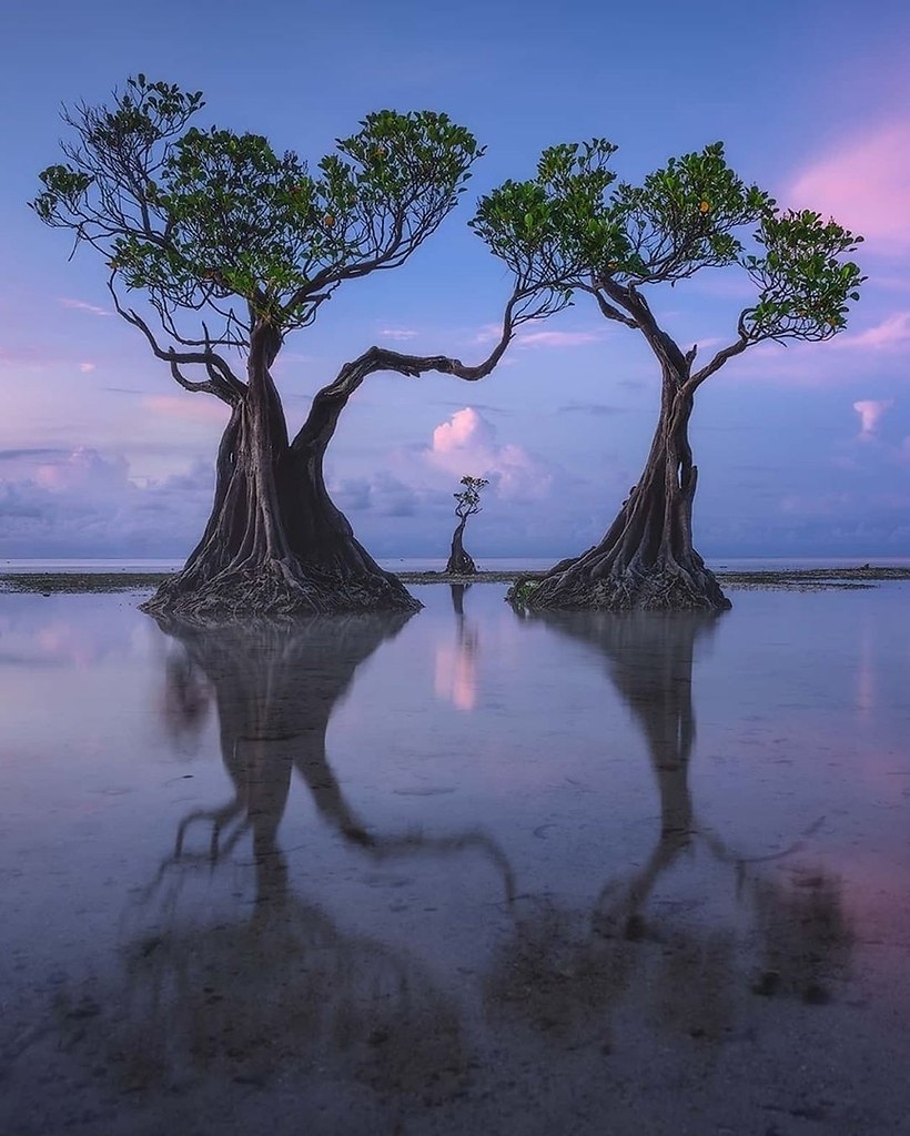 Остров Сумба мангровые деревья