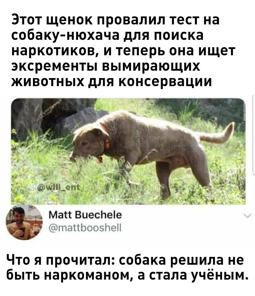 Dog now. Strut sniff Dog. Зачем собакам нюх читать.