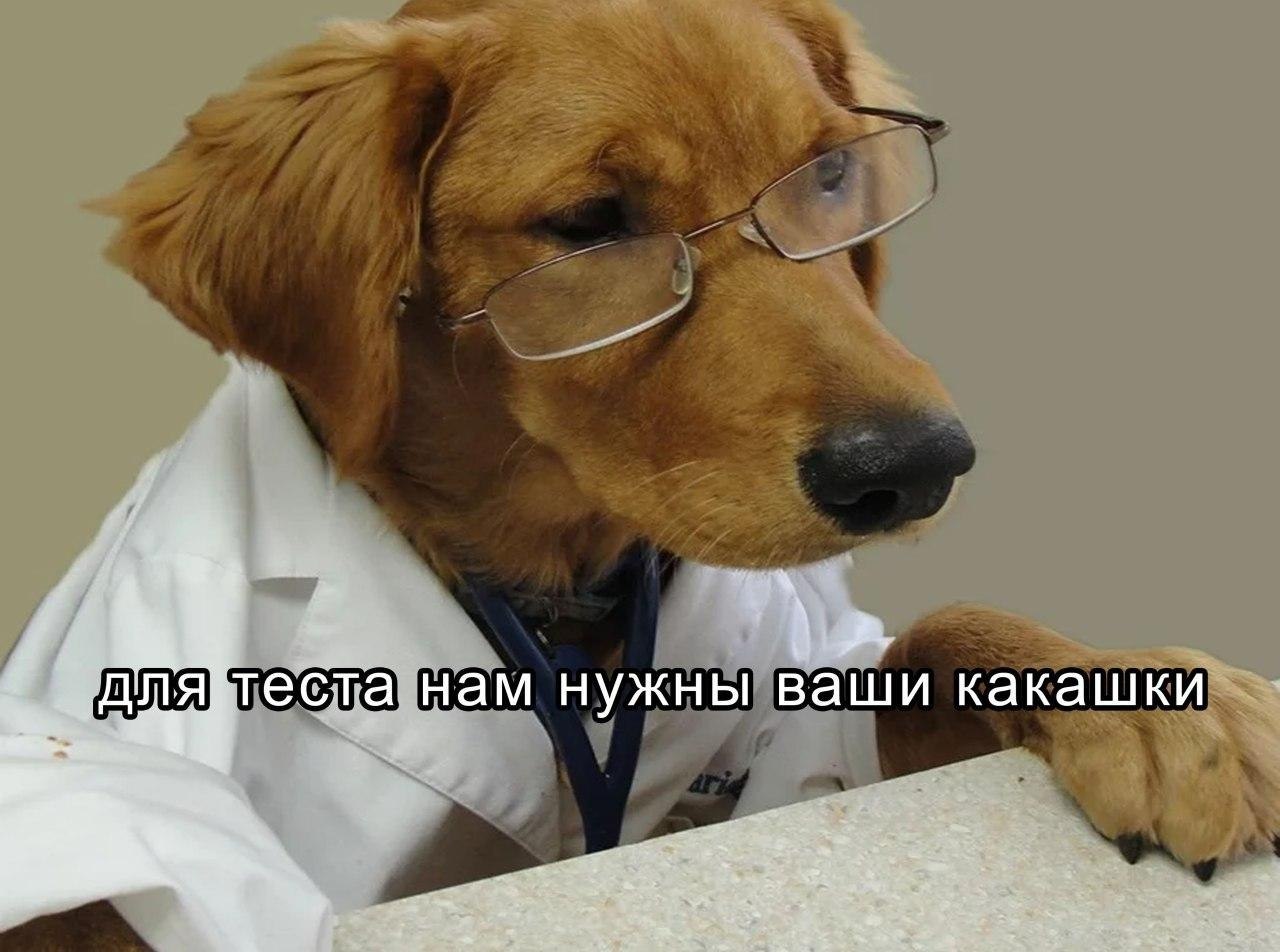 Собака доктор