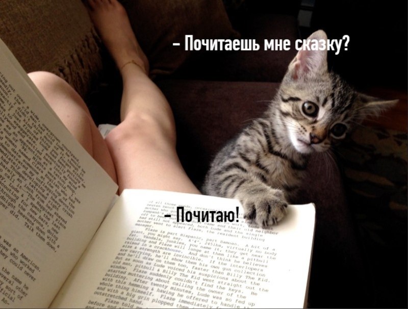 Фото Читающих Кошек