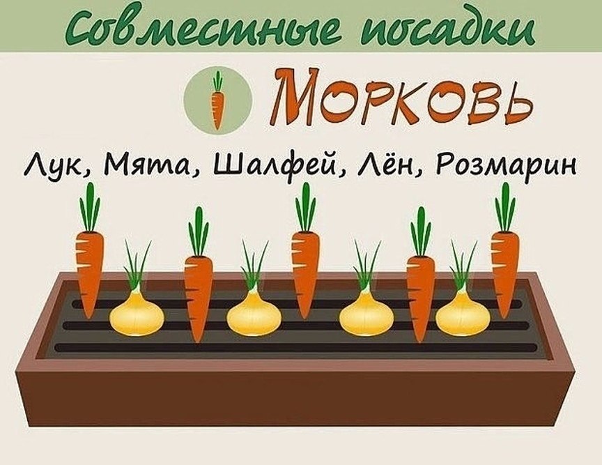 Схема посадки моркови на грядке