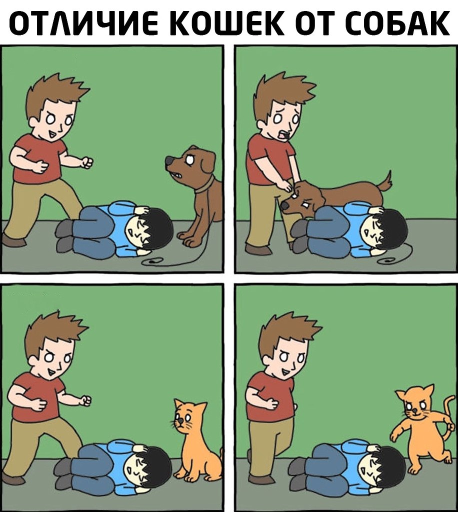 Мемы про собак и кошек