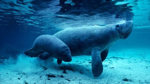 В водах Амазонии обитают не только пираньи и анаконды, но и потрясающие водные млекопитающие — ... - 3
