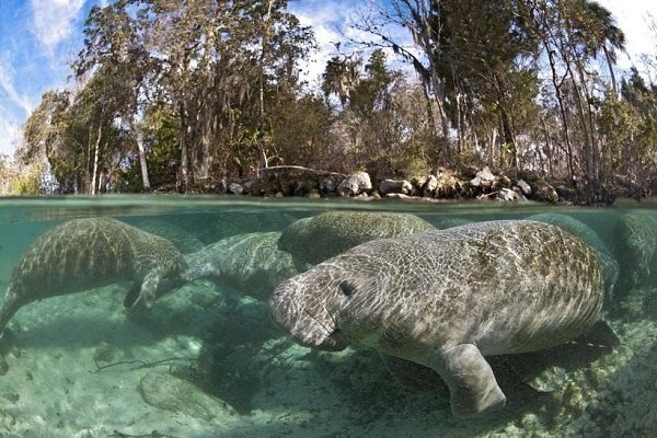 В водах Амазонии обитают не только пираньи и анаконды, но и потрясающие водные млекопитающие — ... - 4
