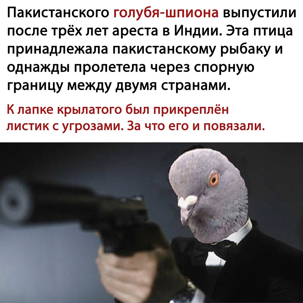 Голубиный шпионаж голубь