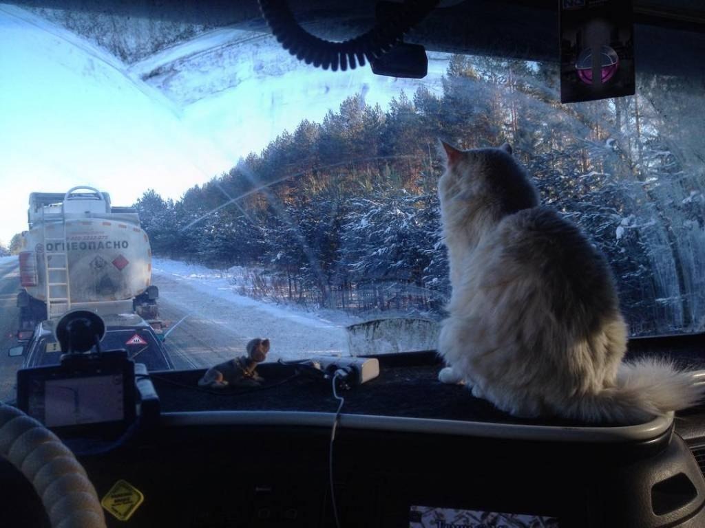 Кот дальнобойщик фото