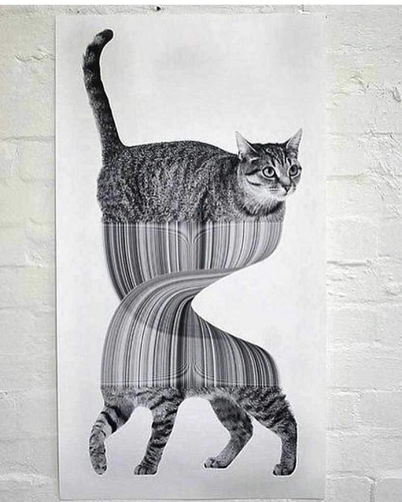 Дизайнерский котик
