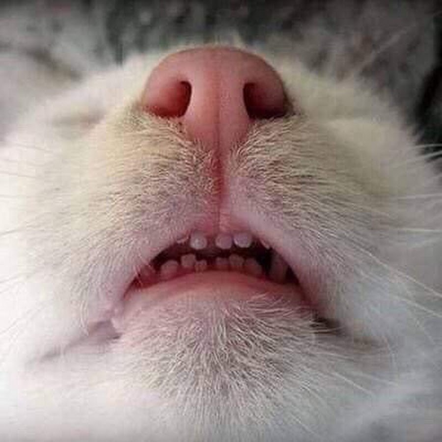 Зубы у котов фото