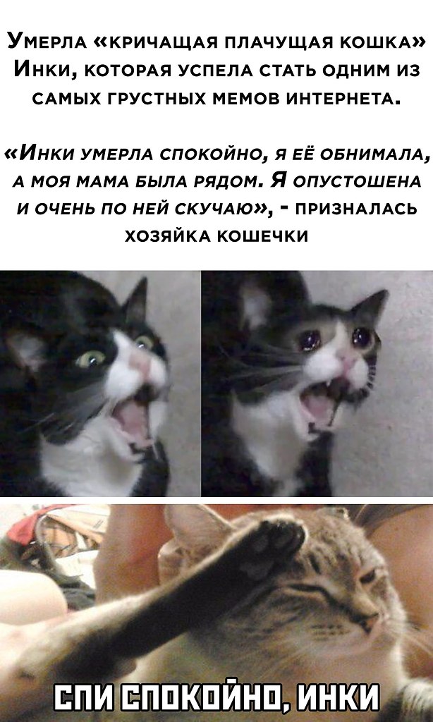 Как понять, что кошка умирает — симптомы и советы