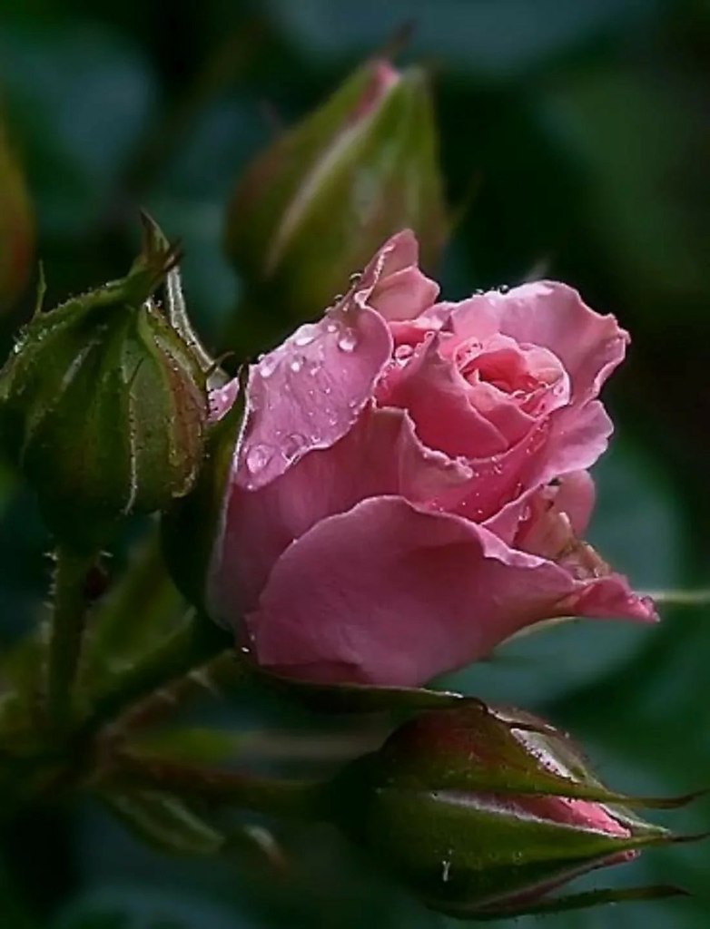 Розовая роза роса бутон