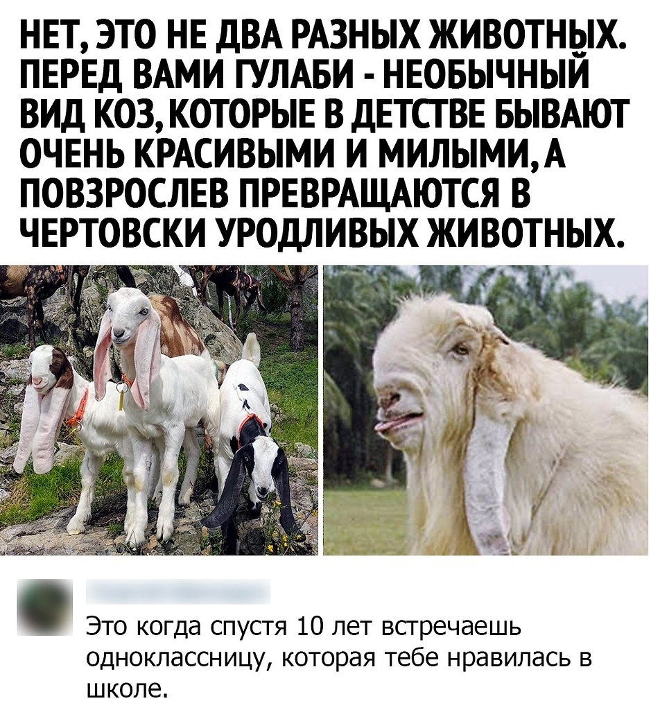 Самые необычные козы
