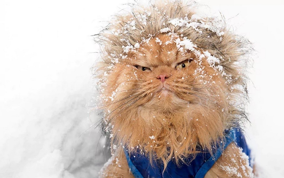 Злой кот в снегу