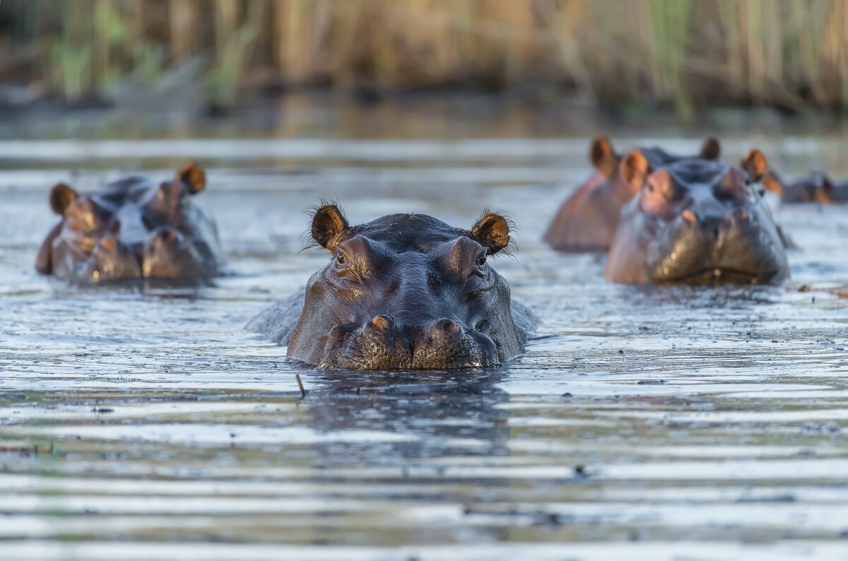 Бегемот В Воде Фото