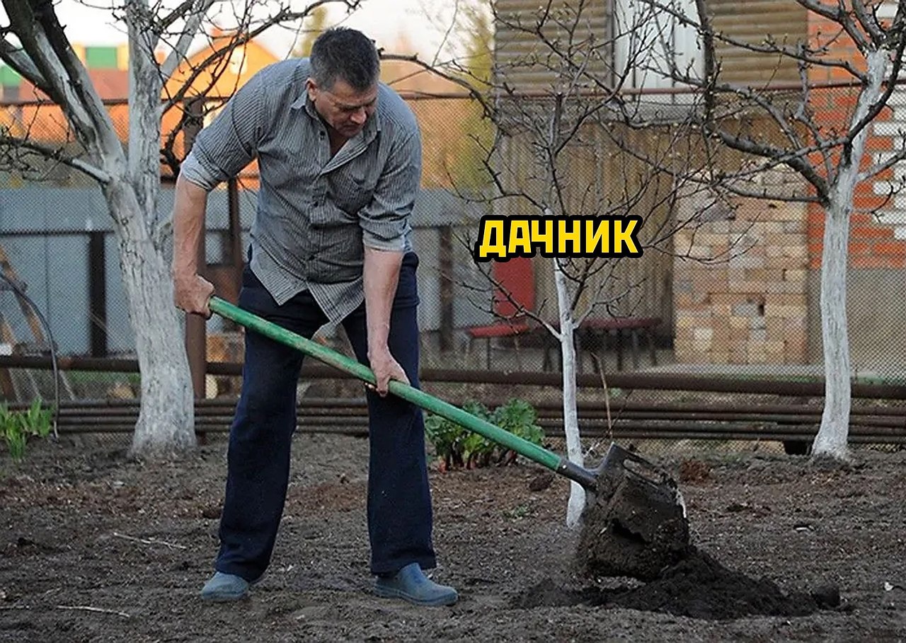 В огороде дядька. Копать огород. Копать лопатой. Лопата копать огород. Человек копает.