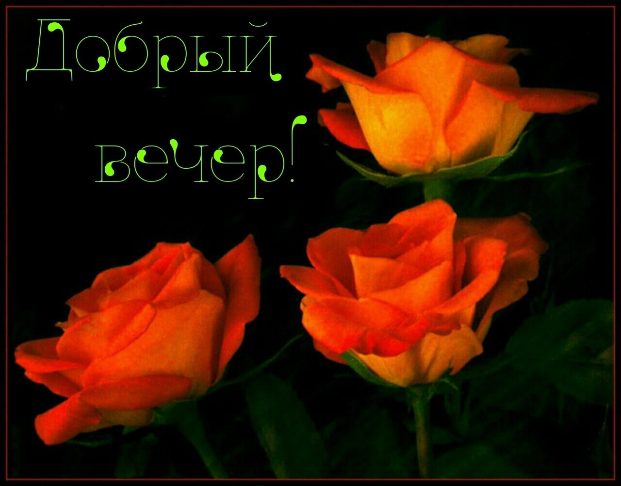 Добрый вечер розы