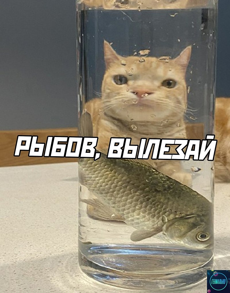 Кот продает Рыбов
