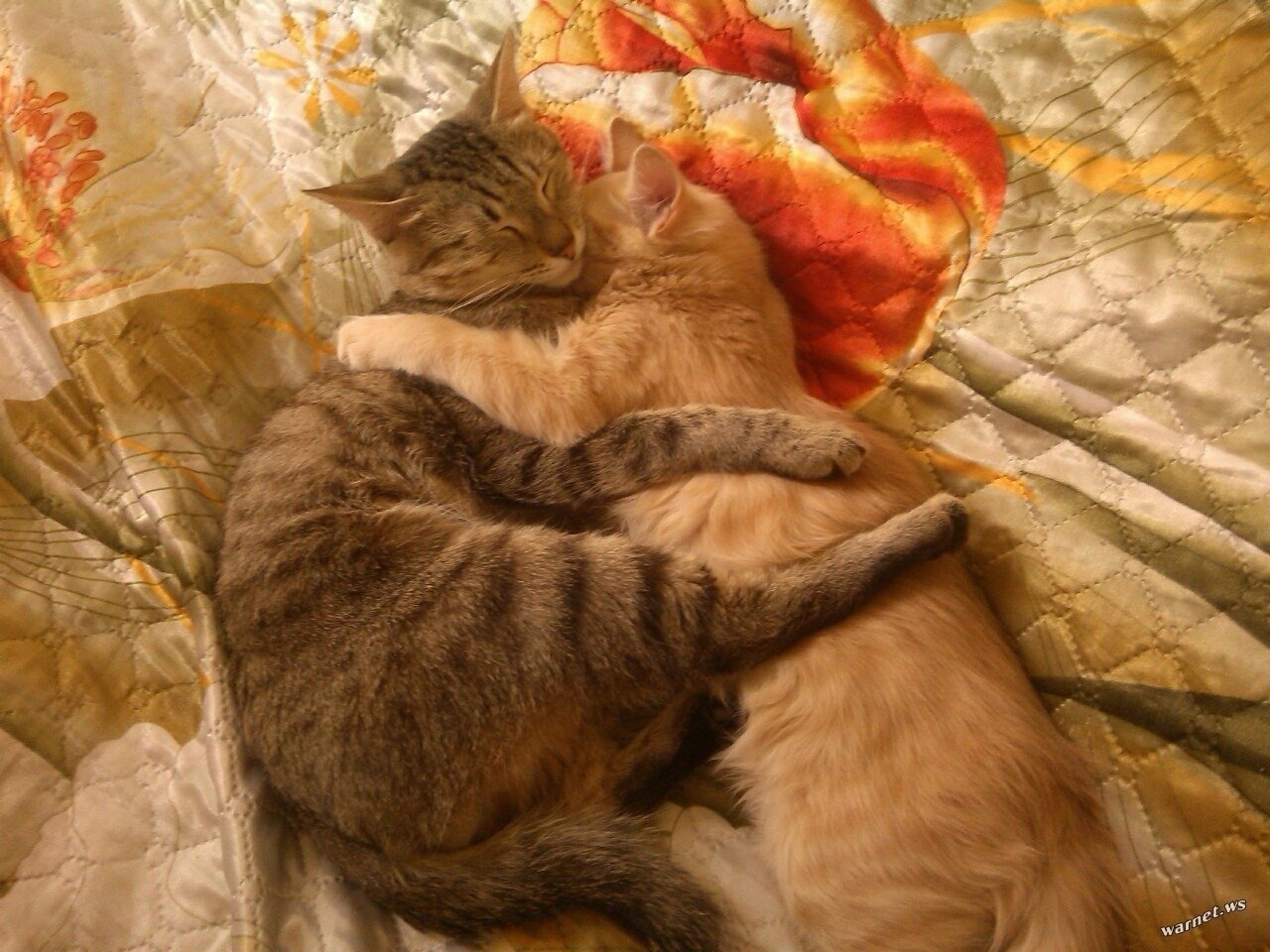 Кошки спят вместе. Влюбленные котики. Кошки в обнимку. Спящие кошки. Кошки обнимаются.