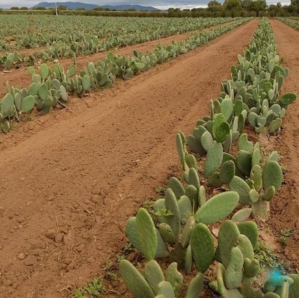 В Мексике производят кожу из кактусов.-cactus |kkts| —кактускорневой кактус—rooted cactusпомеченный ... - 2