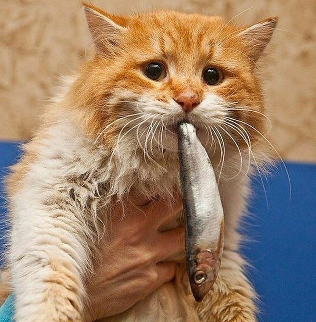 Рыжий кот с рыбой в зубах