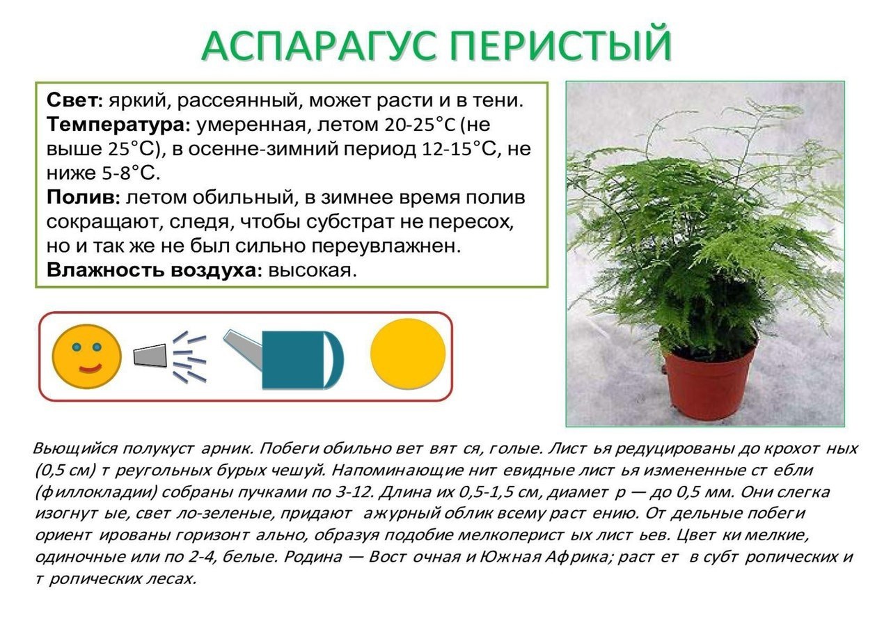 Паспорт комнатных растений аспарагус